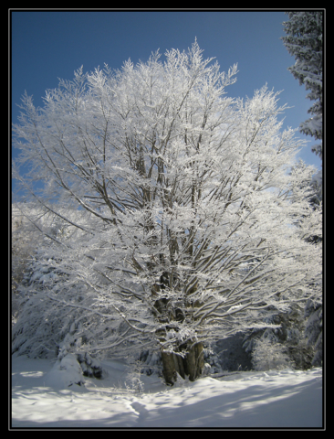 Le Haut-Jura sous la neige