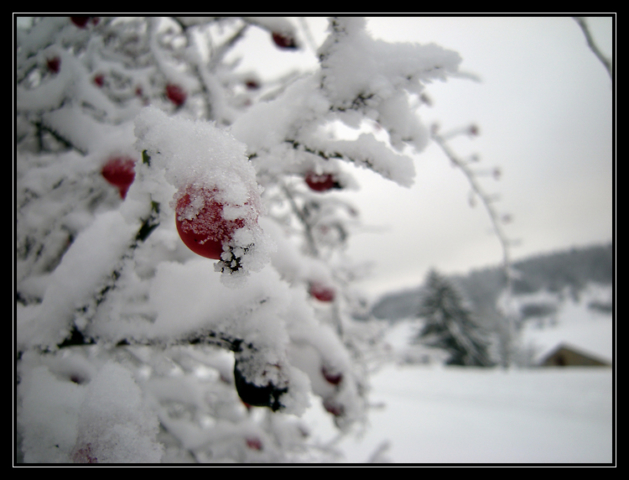 Le Haut-Jura sous la neige