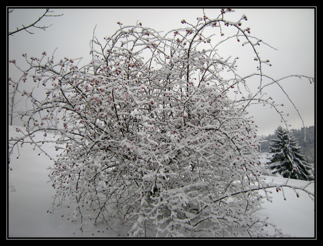 Le Haut-Jura sous la neige